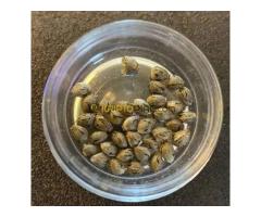 Buy diazepam, tramadol, Xanax, GBL, GHB, Nembutal, Carfentanil, Suboxone, ETC - Kép 4/4