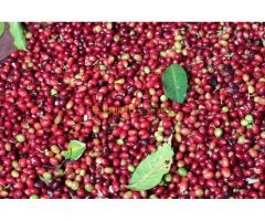 Coffee Market producer +256790560642 Best Robusta coffee brand sale